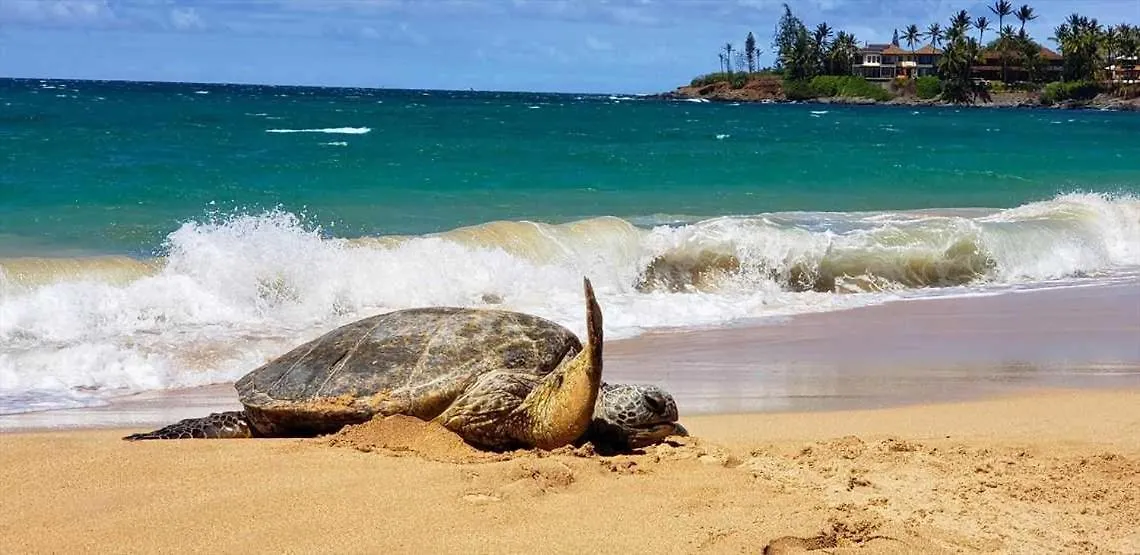 Island Sands 206 Wailuku